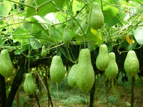कृषिबाट फलिफाप, एक हजारको लगानीबाट करोडको सम्पत्ति