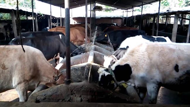 वार्षिक दूध बिक्री ९१ अर्ब