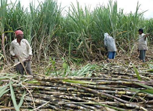 उखु खेतीमा सिँचाइ नपुग्दा उत्पादनमा ४०% ह्रास