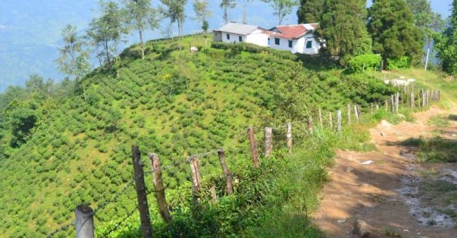 सहकारीमार्फत चिया खेतीमा रमाउँदै पूर्वप्रजिअ