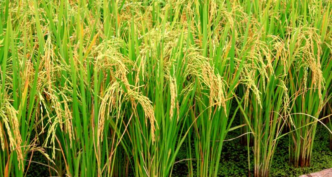 खाद्यले धान किन्न सकेन, व्यवसायीले ताेके महंगाे मूल्य