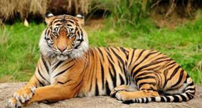 शुक्लाफाँटामा बाघका तस्वीर संकलन गरिँदै