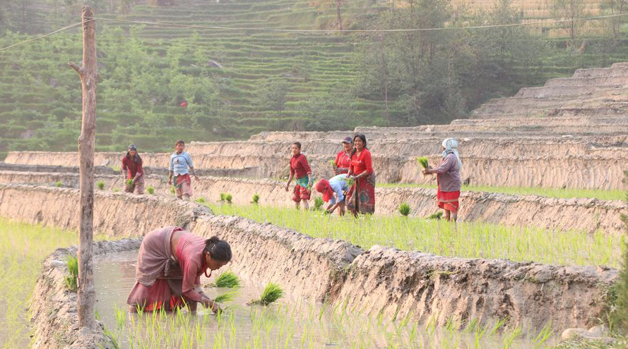 सिँचाइ अभावले चैतेधान खेतीमा ह्रास, किसानको आकर्षण घट्दै