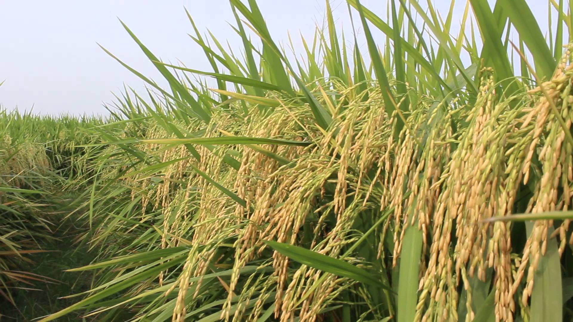 लक्ष्यभन्दा ९४ हजार क्विन्टल कम धान खरिद