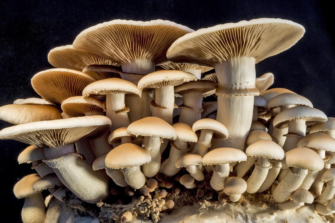 Fungi Perfecti Mushroom farm