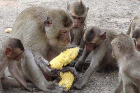 बैतडीमा बाँदर आतंकले नाघ्यो सीमा, कृषकले गुहारे सरकार