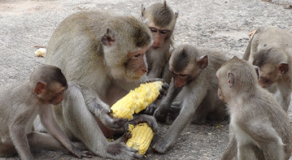 monkey-newskarobar.com