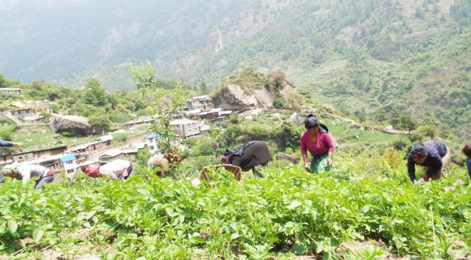 ओडारगाउँमा तरकारीखेती