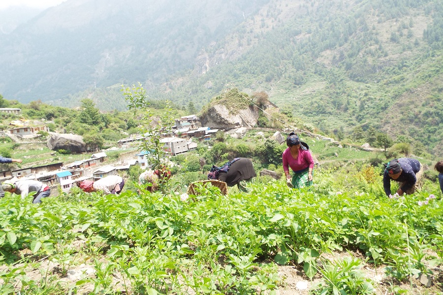 ओडारगाउँमा तरकारीखेती