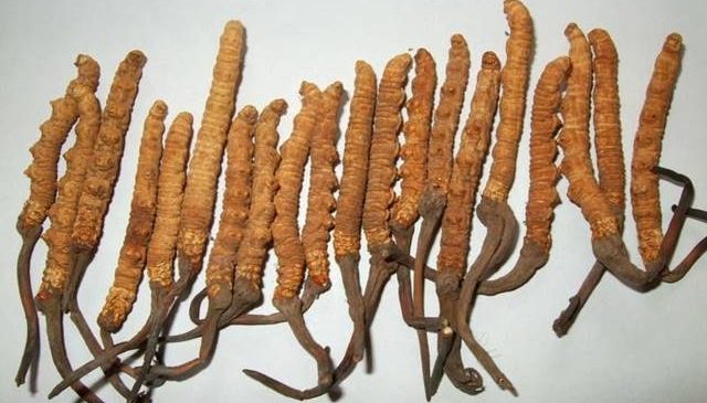 प्राथमिकतामा पर्न नसकेको यार्सागुम्बा