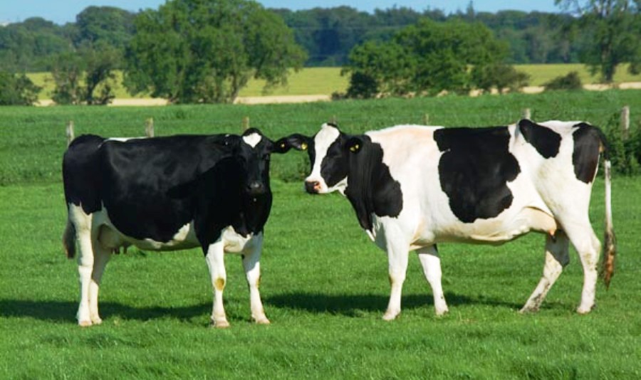 cowpalan-newskarobar