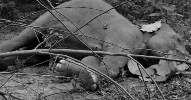 dead elephant -newskarobar