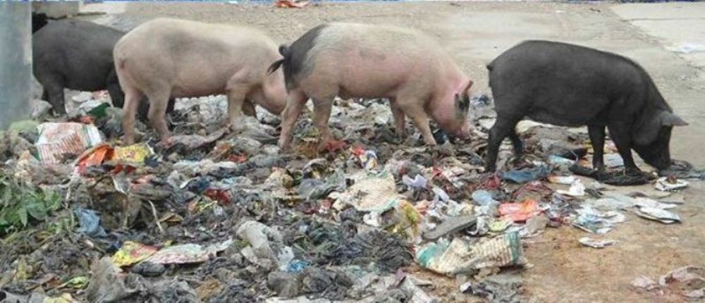 pig-sungur-newskarobar