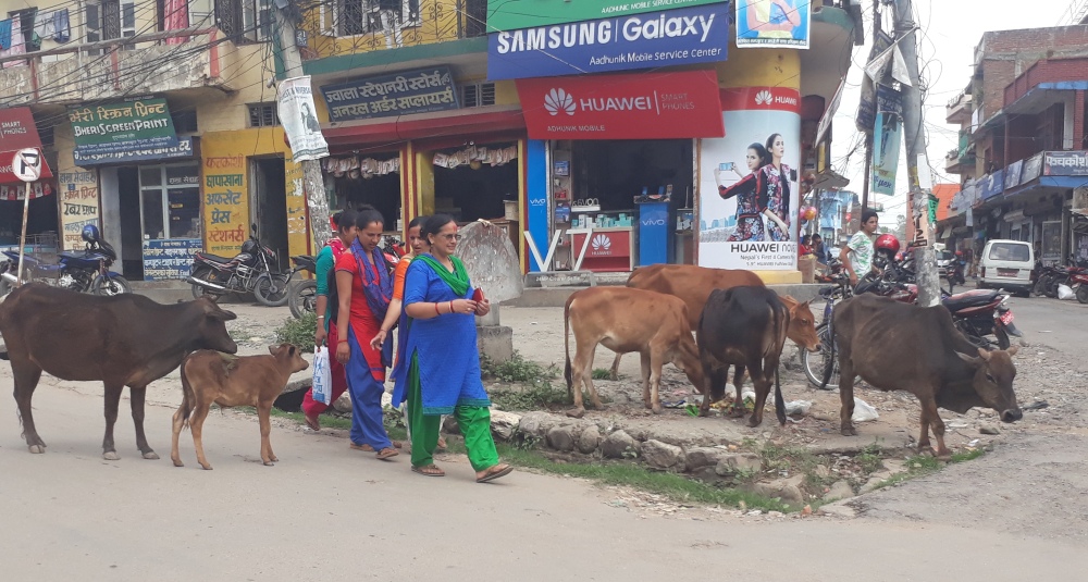 वीरेन्द्रनगरले ९ सय ८५ हिमाली भेगमा पठायो