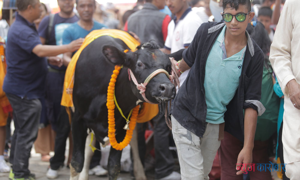 काठमाडौँमा गाइजात्रा (फोटो फिचर)