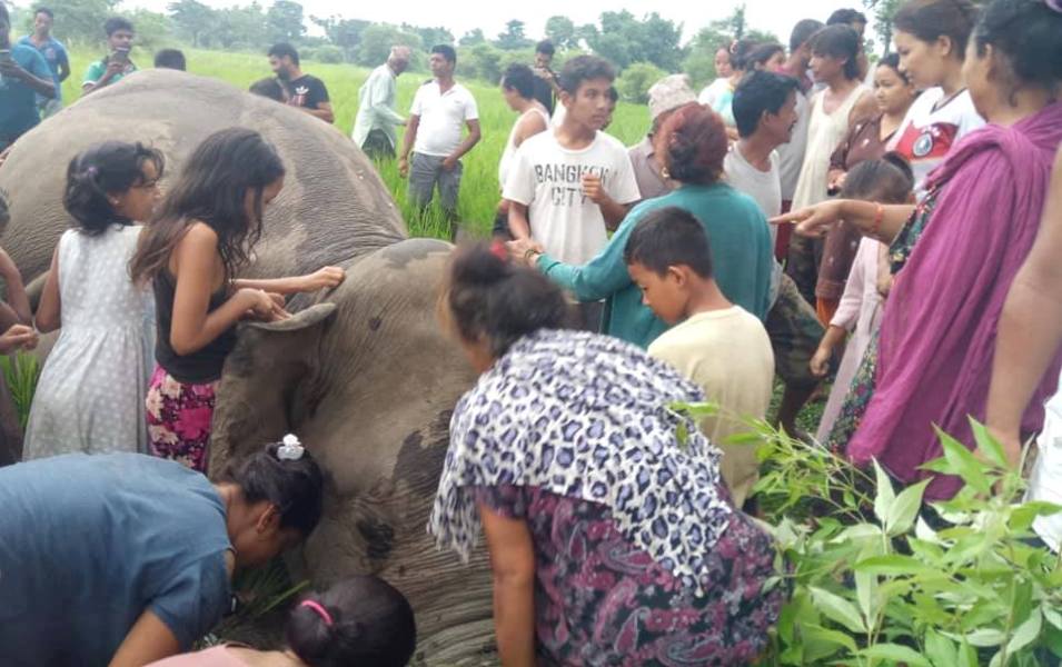 elephant-death-newskarobar
