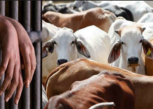 गाई मारेर जेल परेकालाई छाडिदिन अदालतको आदेश