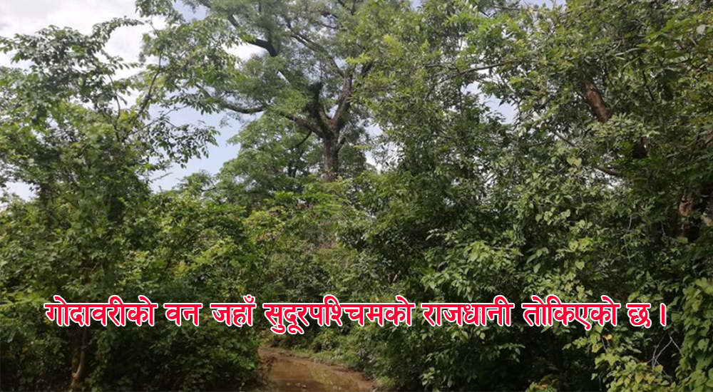 godawari-jungle-newskarobar