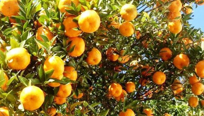 नवलपुरमा सुन्तला उत्पादनमा कमी