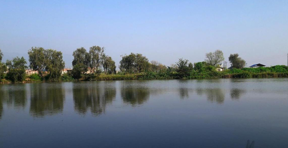 bulbul-tal-newskarobar
