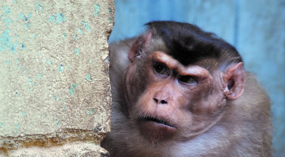 monkey-newskarobar