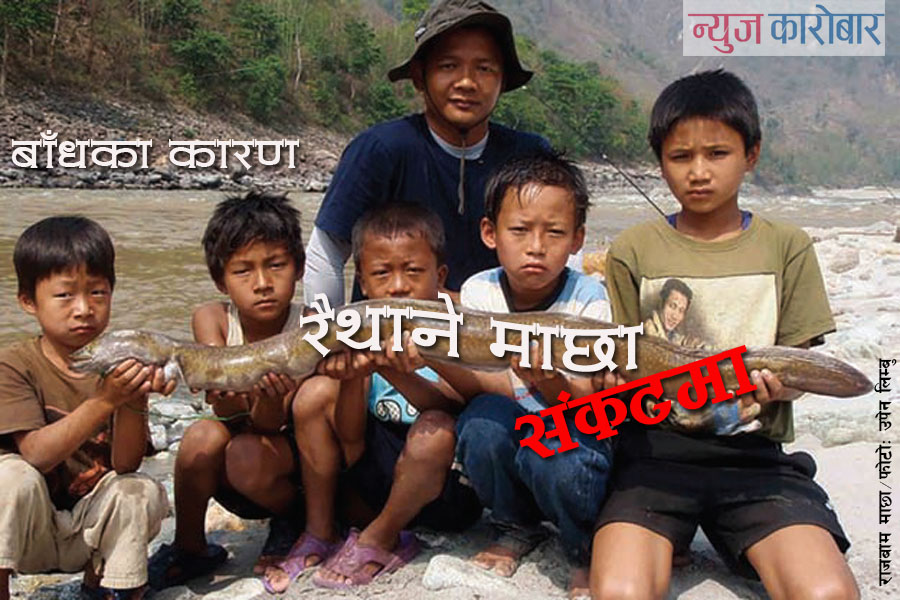 Impact of the Dams in Fish_NewsKarobar