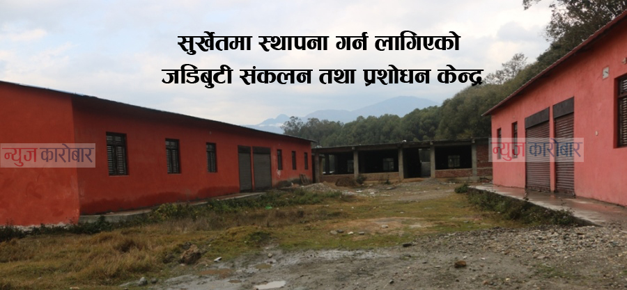 Surkhet_Jadibuti_NewsKarobar