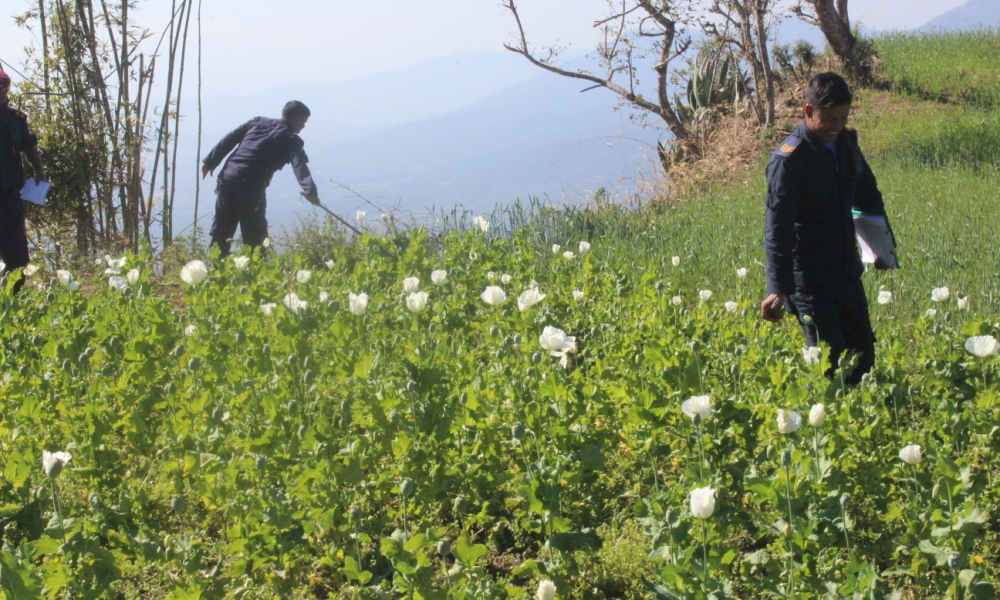 afim_nasta_surkhet