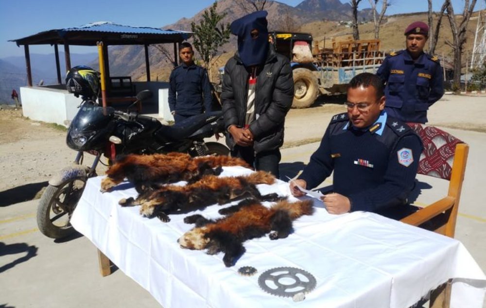 pakrau_rukum