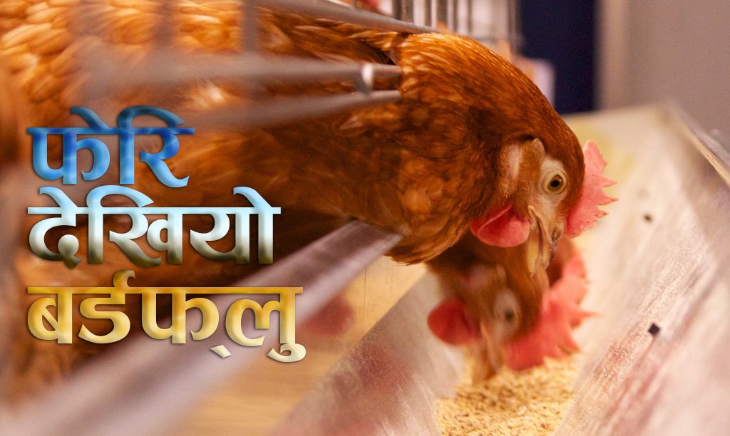BirldFlue_outbreak_NewsKarobar