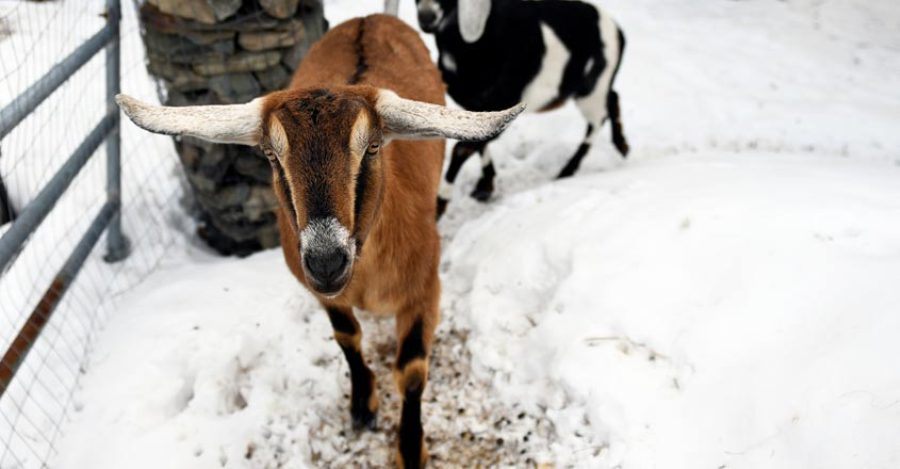 lincoln-goat-mayor-newskarobar