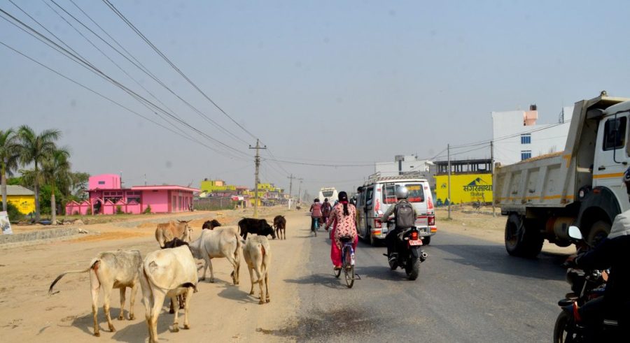 chhada-pasu-newskarobar
