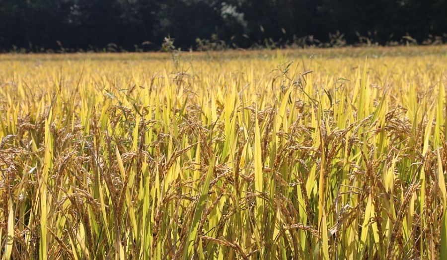 rice-paddies_NewsKarobar