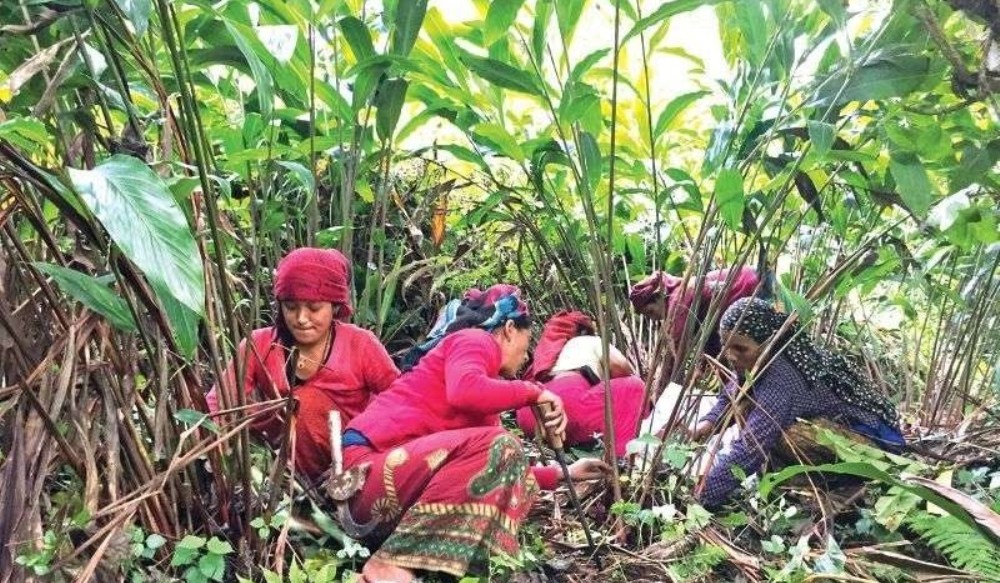 alaichi-tipdai-palpa-newskarobar