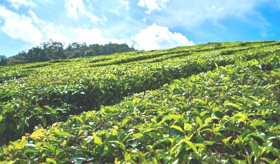 chiya kheti_news karobar