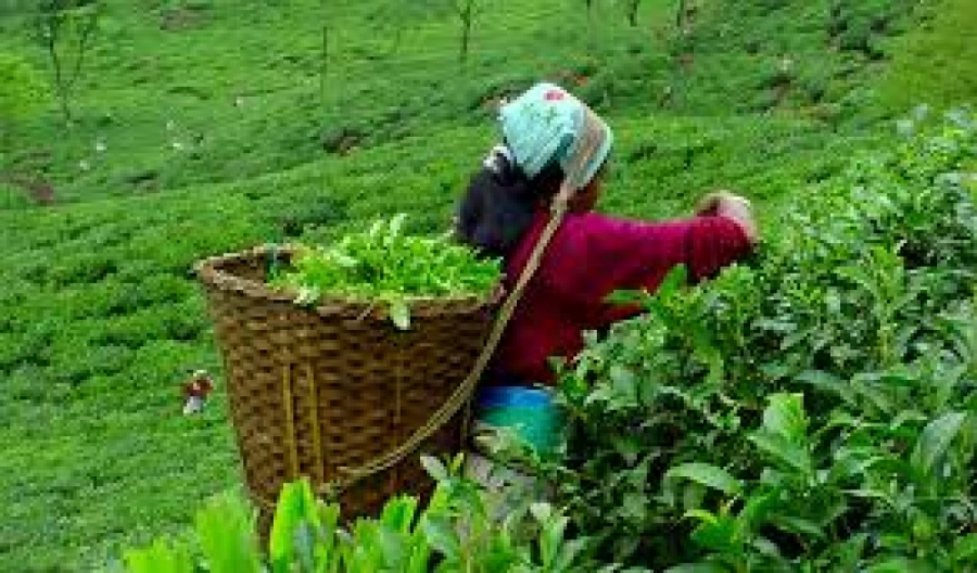 ज्यालामा ठगिन्छन् महिला कामदार
