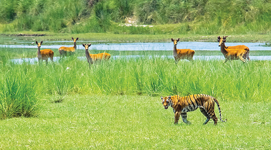 राष्ट्रिय निकुञ्ज क्षेत्रमा वन्यजन्तुको अब सङ्ख्या निर्धारण गरिनुपर्छ : समिति