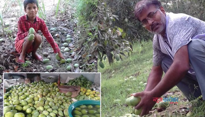 उखुबाट आजित भएका किसान आँपखेतीतर्फ