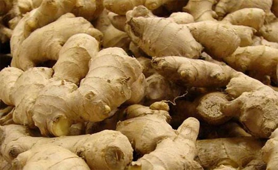 अदुवाको भाउ स्थिर हुँदा इलामका किसान हर्षित