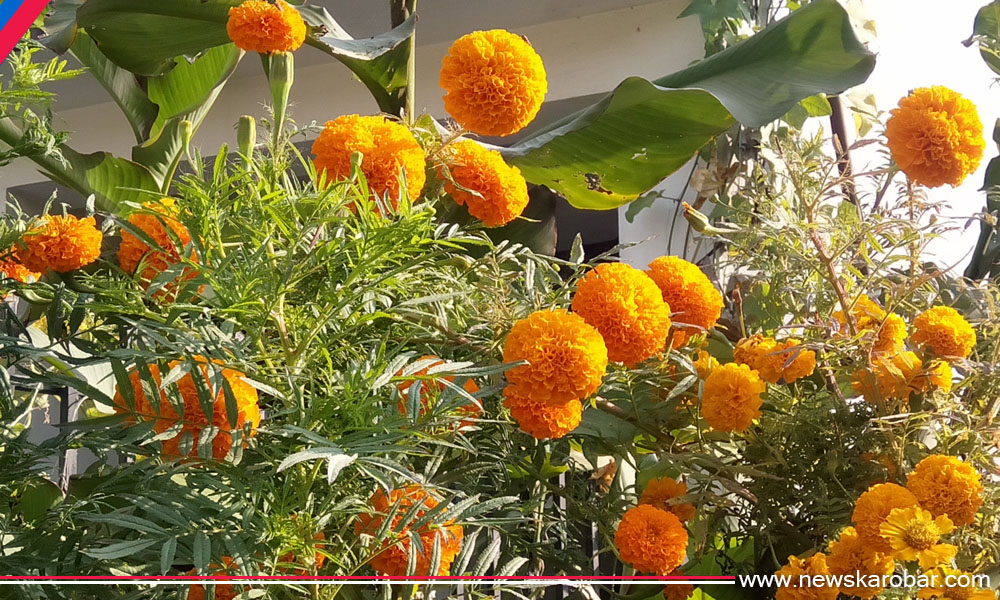 Sayapatri_NewsKarobar