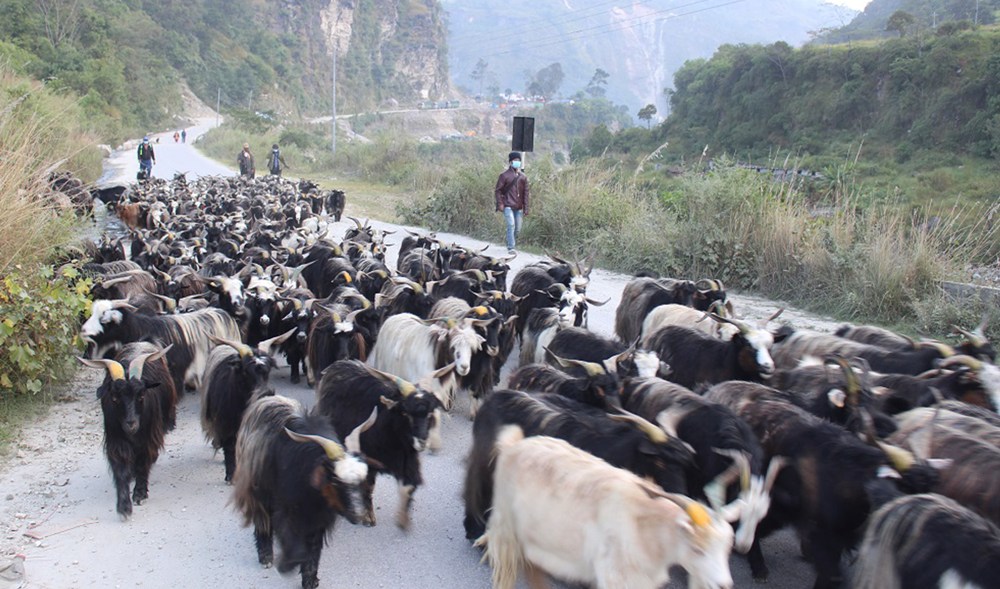 च्यांग्रा लिन हप्तौँ लगाएर हिमालपारिको यात्रा