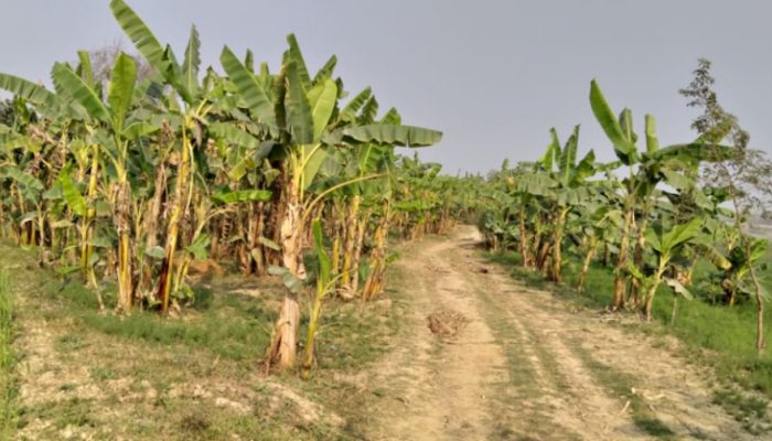 शिक्षकबाट राजीनामा दिएर बगरमा केरा फलाउँदै नारायणप्रसाद भुसाल