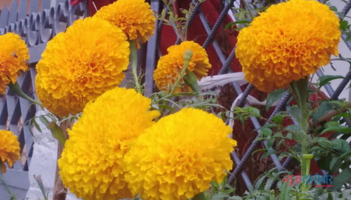 Pandemic helps women of Itahari to emerge as collective flower entrepreneurs