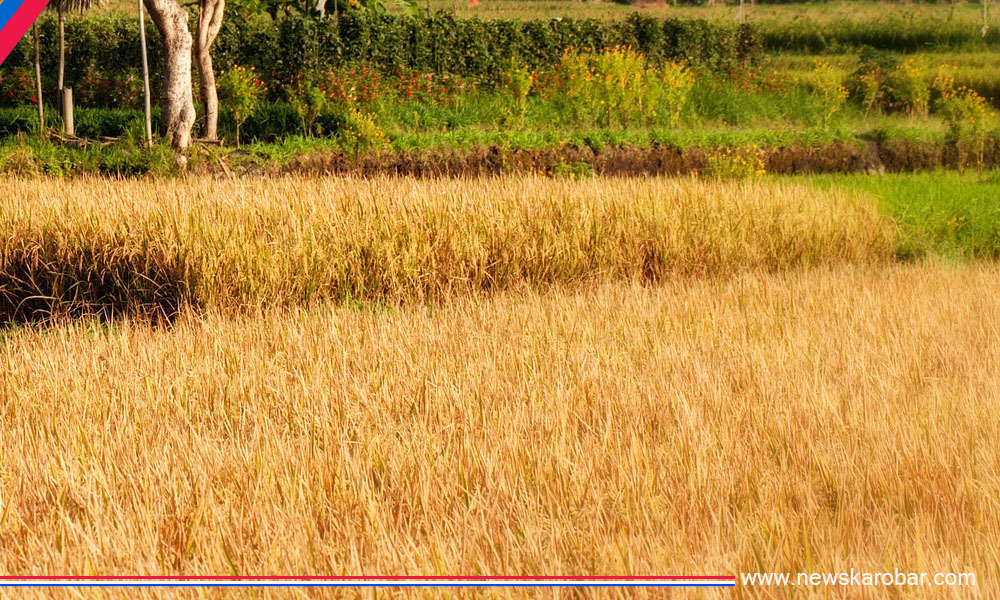 Paddy field_NewsKarobar