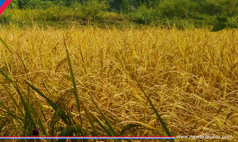 Paddy_NewsKarobar