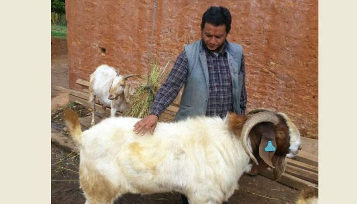 सन्धिखर्कमा १८१ केजीको बोयर बोका