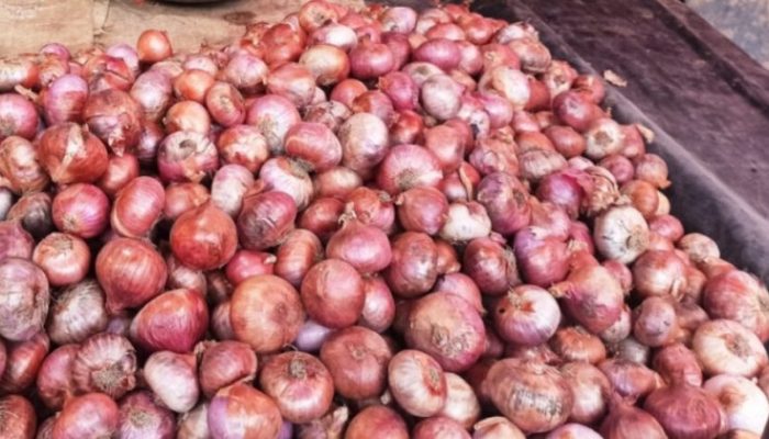 झापामा व्यावसायिक प्याज खेती सुरु