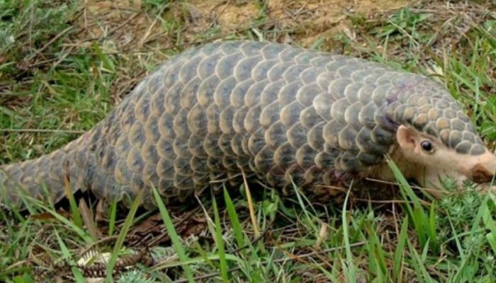 सालक संरक्षणका लागि प्राणी उद्यानमा