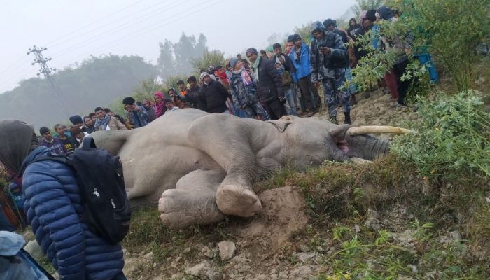 करेन्ट लागेर हात्तीको मृत्यु