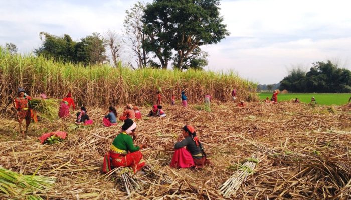 ऋणमा डुब्ने डरले उखुखेती छाड्दै किसान